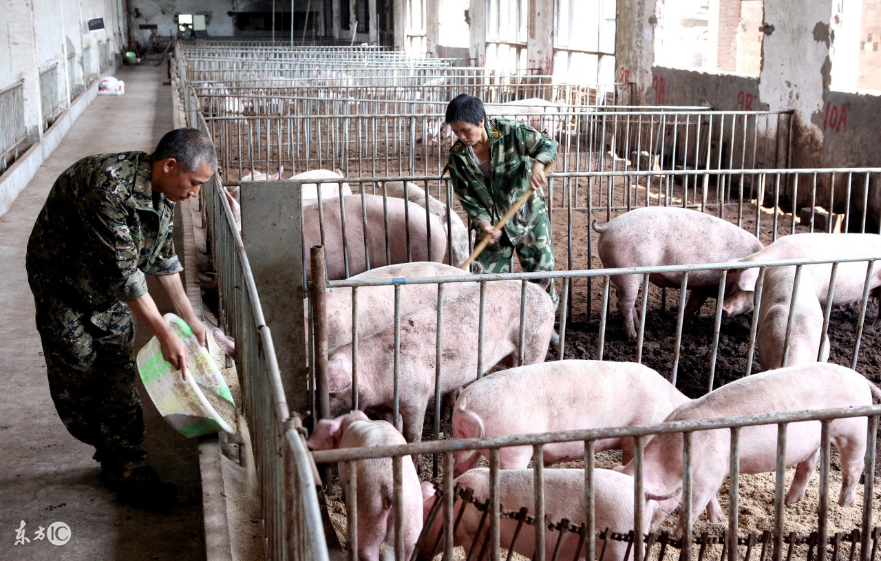 口蹄疫高发期如何防治,发生口蹄疫防治的方法和措施