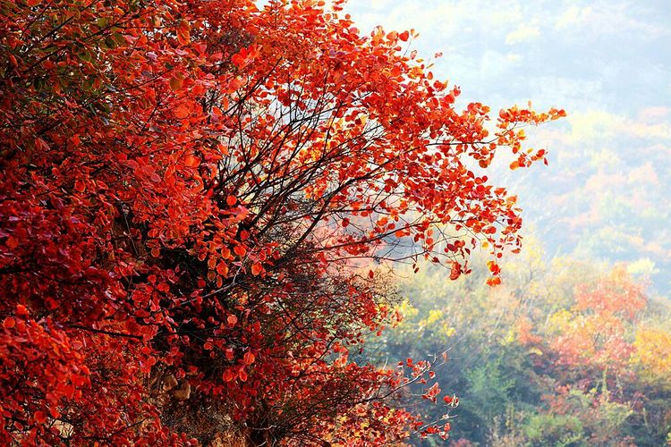 秋韵流过的晋城红