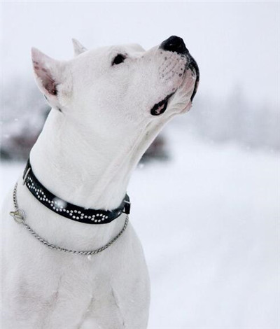 训练杜高犬教学视频全集,怎样训练杜高犬不咬人