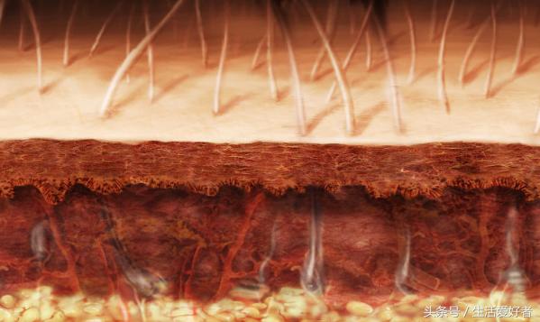 掉头发不长了怎么办,掉头发严重不长了怎么回事