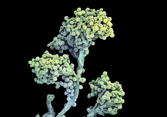 jsm扫描电镜操作流程,jsm扫描电镜