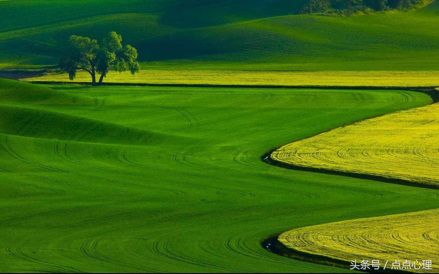 绿色性格,绿色性格人