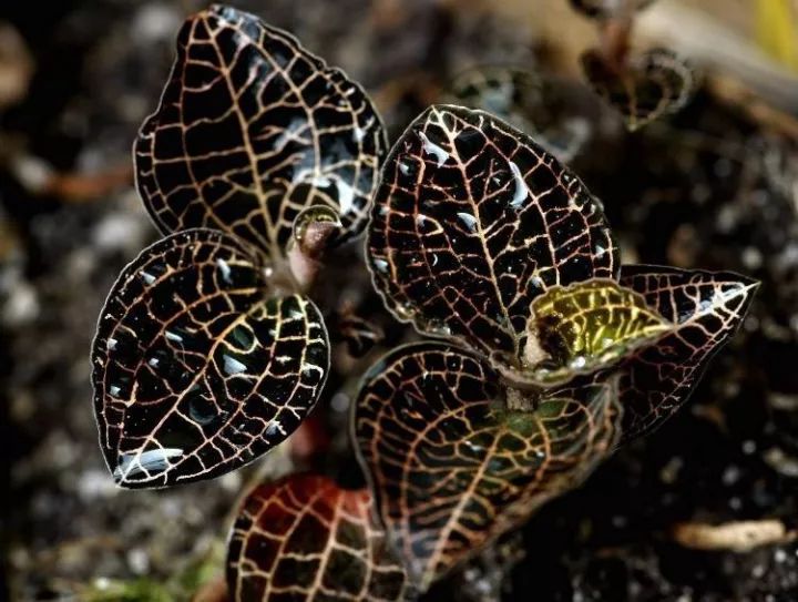 金线莲的养殖方法和注意事项,金线莲栽培时的生态环境条件