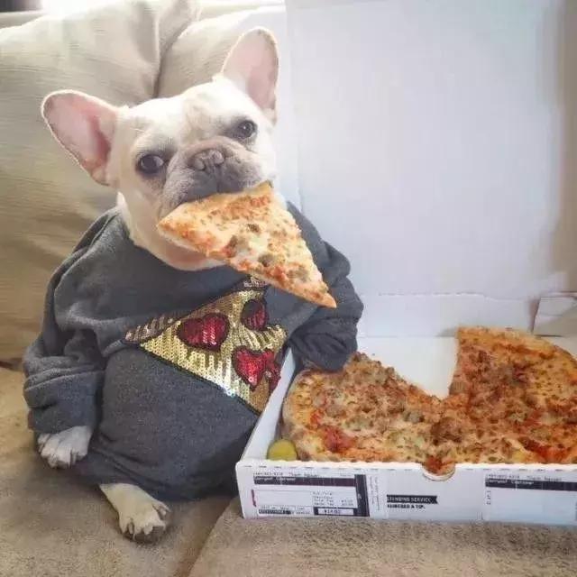 怎样训练斗牛犬上厕所,怎样训练斗牛犬去厕所拉屎