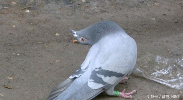 鸽子转脖子是什么原因,鸽子出现歪头的情况还能不能治疗