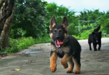 三个月德国牧羊犬幼犬喂养方法,饲养德国牧羊犬的视频