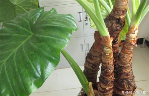 滴水观音老桩烂根如何处理,滴水观音一直烂根怎么回事