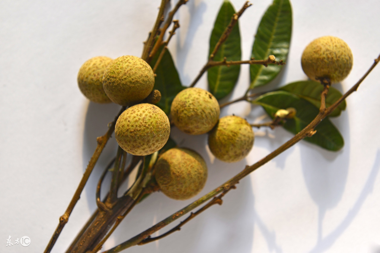 怀孕贫血吃什么食物补血效果最好,孩子贫血吃什么补血效果最好食谱