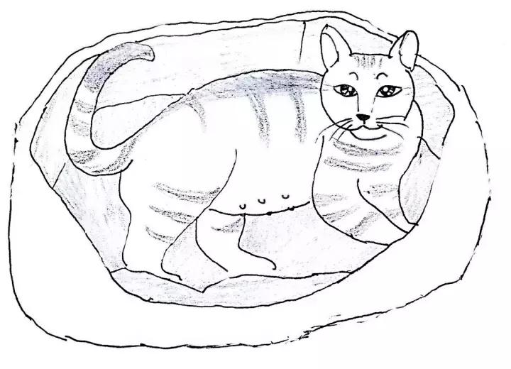 关于猫咪怀孕和生小猫