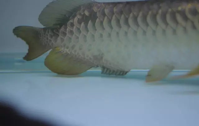 龙鱼鳍尾修复,龙鱼过背成长视频