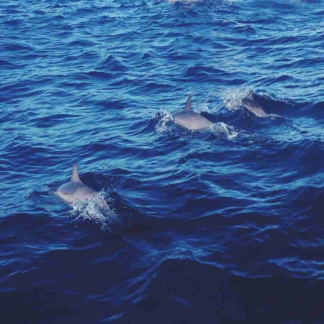 旅行毛里求斯,毛里求斯5天4夜游记