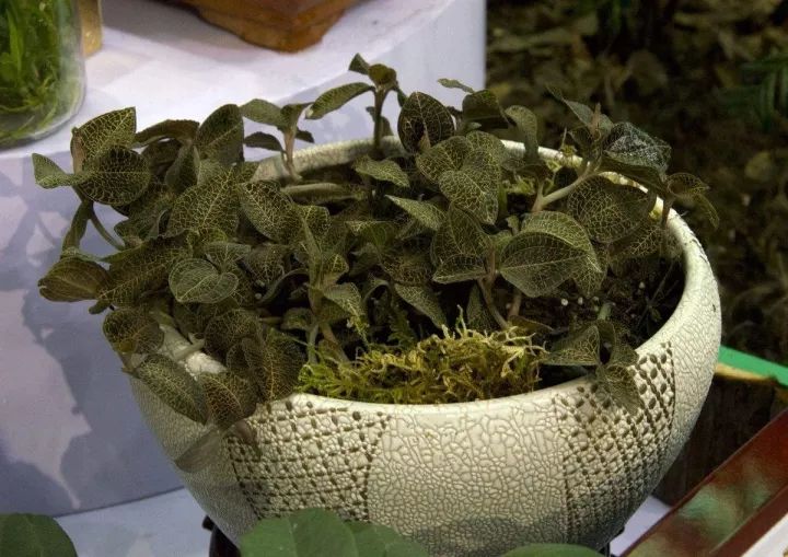 金线莲的养殖方法和注意事项,金线莲栽培时的生态环境条件