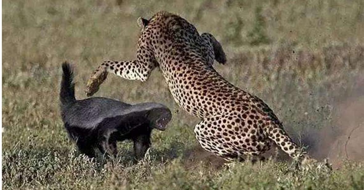 非洲乱不乱，平头说了算！科普：平头哥蜜獾究竟有多牛？