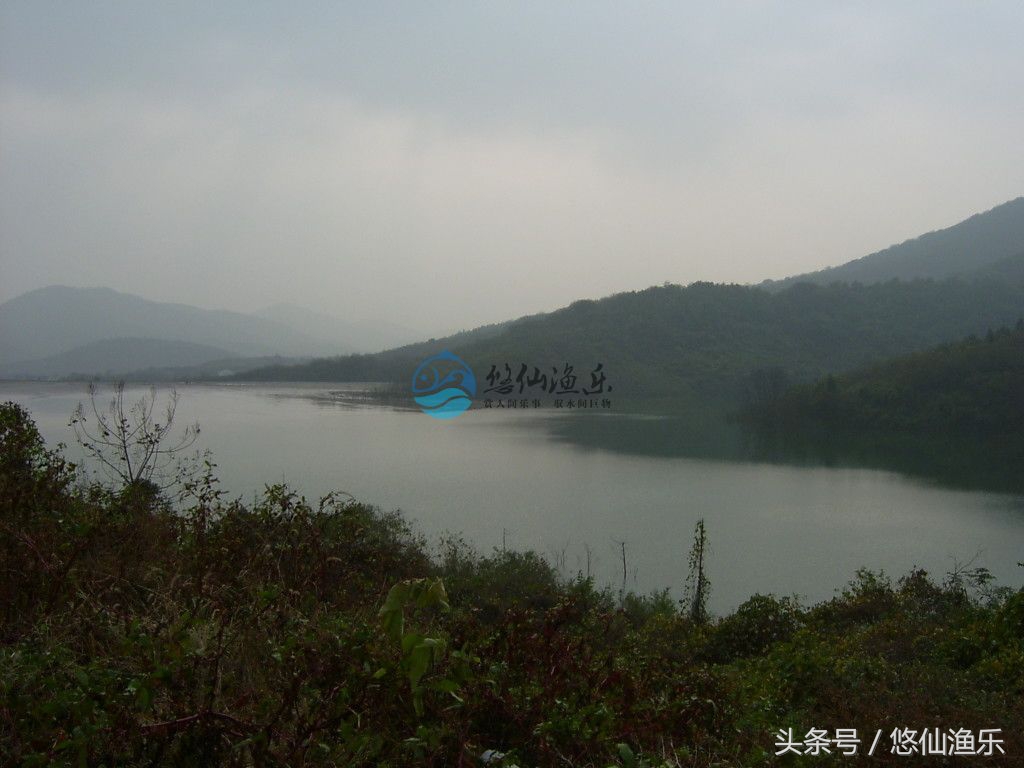 草鱼垂钓技巧,水库钓鱼草鱼绝招