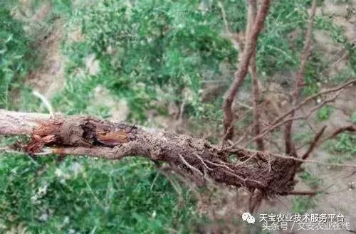 黑枸杞效果如何,种植黑枸杞利润怎样