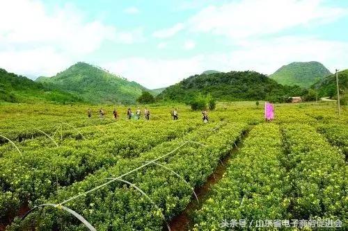 农村电商发展亮点工作总结,山东省农村电商模式