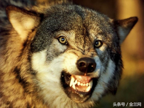 漫谈兰州十里店“狼沟”