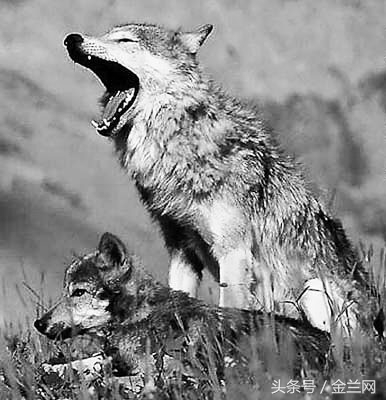 漫谈兰州十里店“狼沟”