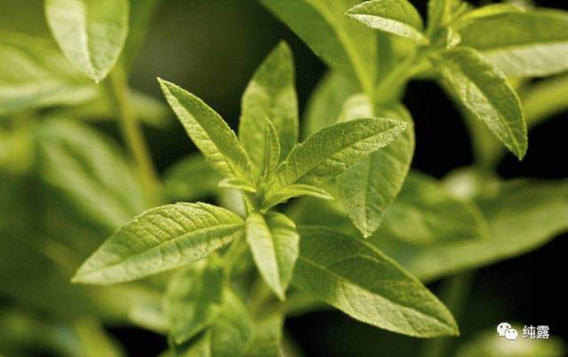 给大家分享自用的纯露,真正的三草纯露