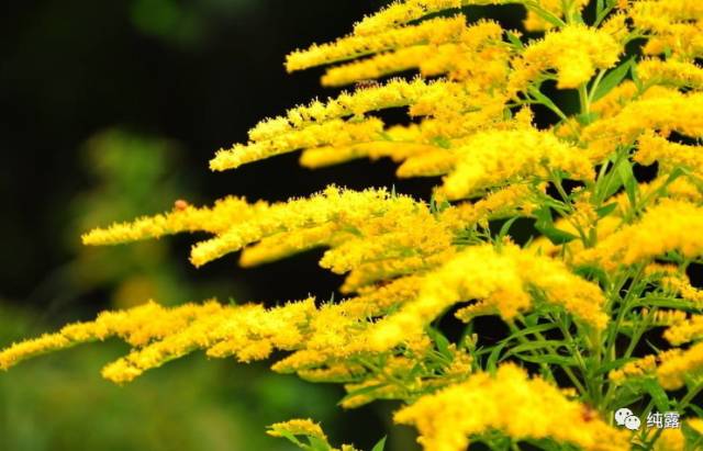 给大家分享自用的纯露,真正的三草纯露