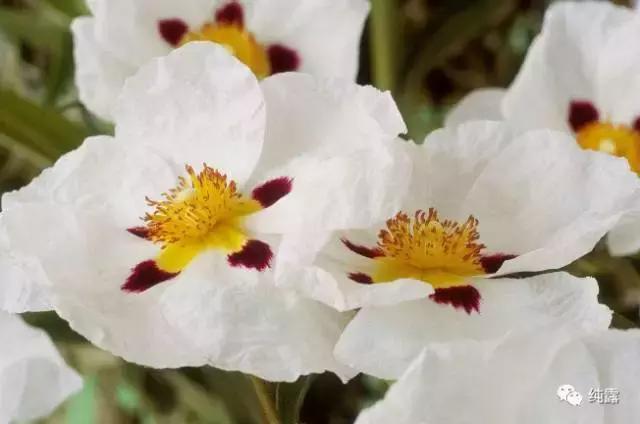 给大家分享自用的纯露,真正的三草纯露