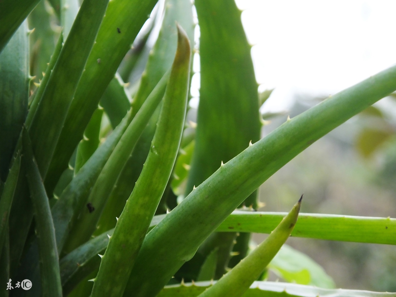 芦荟治什么病效果最好用,芦荟真的能治病吗