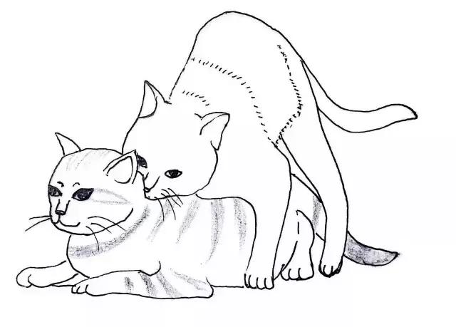 关于猫咪怀孕和生小猫