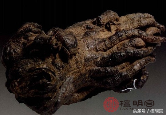 小小一棵价值上万奇楠沉香,木中钻石奇楠沉香比黄金燕窝还贵