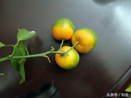 如何处理黄龙病果园,黄龙病还能种吗