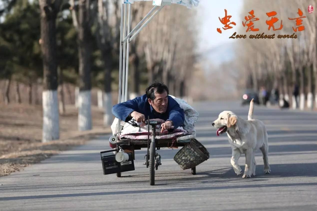 关于忠犬的9部电影推荐,看看有没有你家“那位”的影子