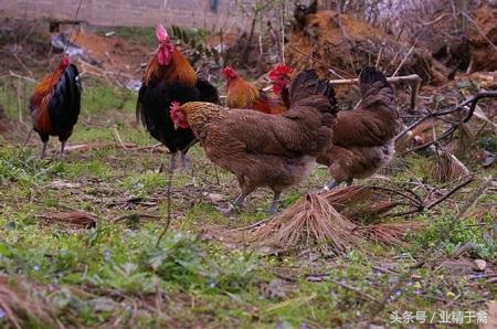 土鸡销路打开方法,土鸡销路最好的方法
