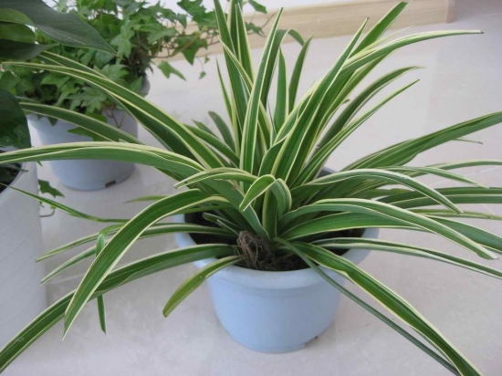 耐阴耐旱好养的室内盆栽,十大公认最好闻的盆栽