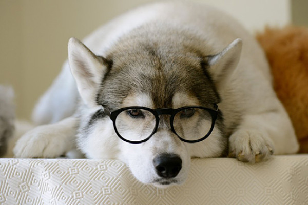 犬种基础护理注意事项和技巧,犬种培育技术