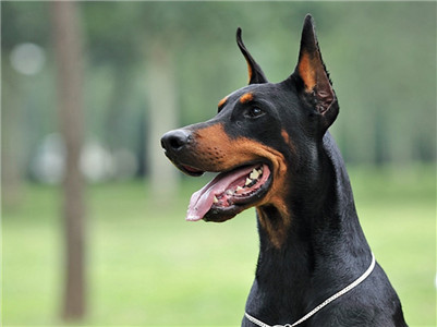 杜宾犬打架厉害吗视频,杜宾犬打架厉害吗视频大全