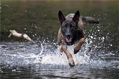 马犬拉稀怎么办?拉稀症状及治疗方法介绍!