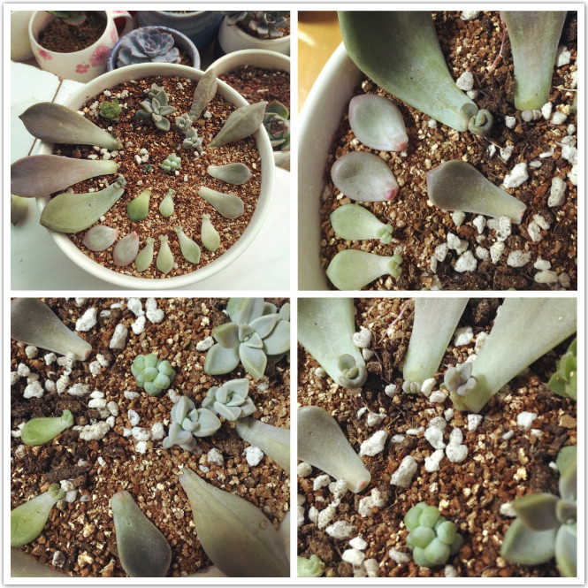 厉害辣我的姐！这是一个关于1000元改变出租屋的苦逼故事！