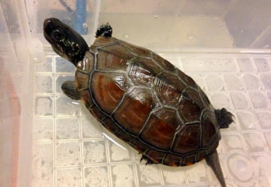 怎么挑选一只品相好的中华草龟,8招教你快速挑选乌龟中华草龟