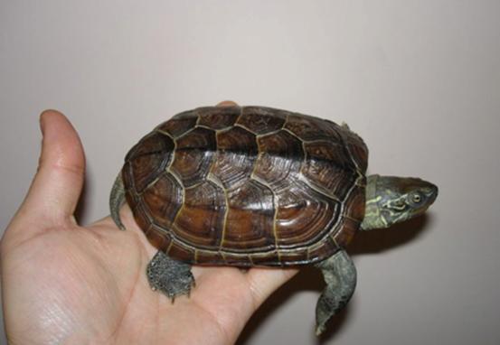 怎么挑选一只品相好的中华草龟,8招教你快速挑选乌龟中华草龟