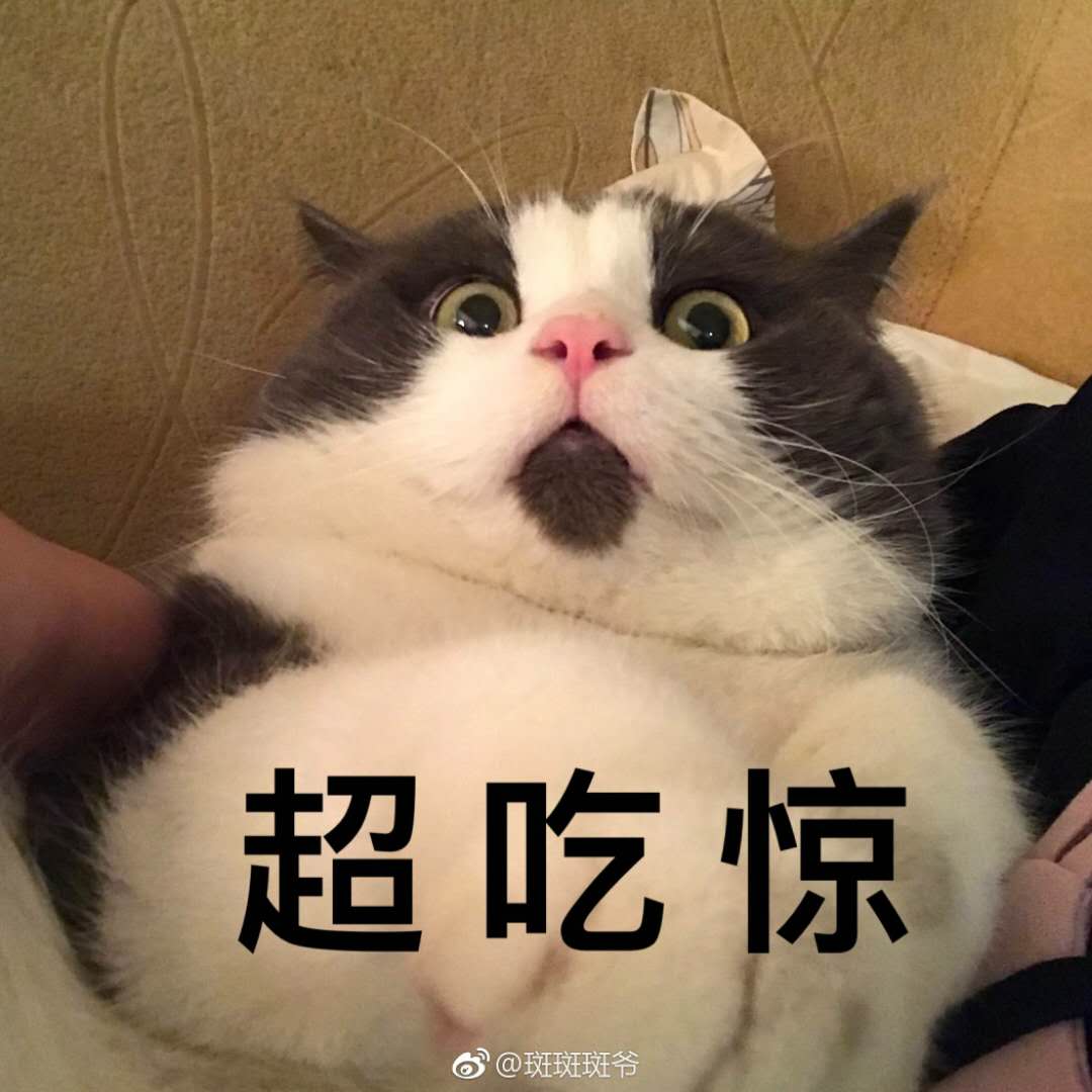 最近很火的猫咪表情包的猫叫什么,最近很火的猫表情包是什么品种的