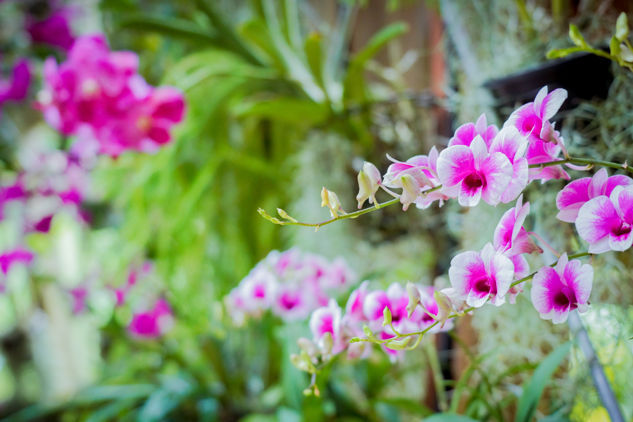 新加坡安全的酒店,新加坡安保有多强