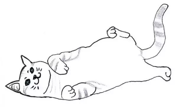 关于猫咪怀孕和生小猫