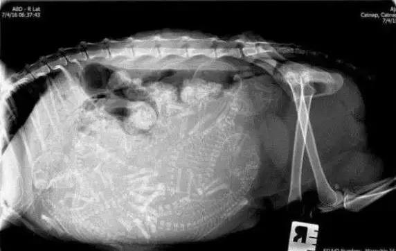 关于猫咪怀孕和生小猫