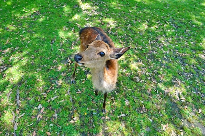 日本的神户牛肉,日本大阪环球影城奈良的鹿