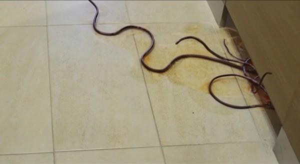 当贝爷遇见这种食物，你说是吃还是不吃？