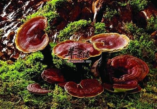 灵芝的吉祥说法 (灵芝的寓意和象征花语)