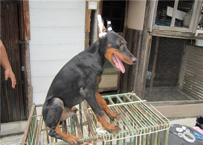 杜宾犬打架厉害吗视频,杜宾犬打架厉害吗视频大全