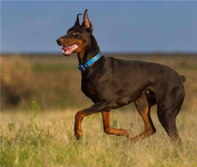 杜宾犬打架真实原因,杜宾犬打架到底厉不厉害