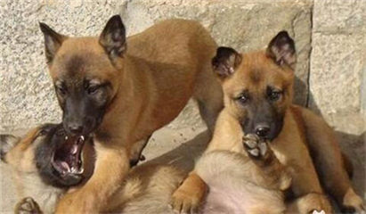 马犬拉稀怎么办?拉稀症状及治疗方法介绍!