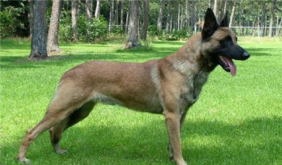 马犬拉稀怎么办?拉稀症状及治疗方法介绍!