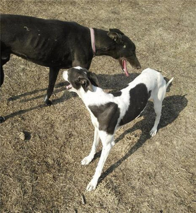 一年的格力犬还能训练抓兔子吗,五个月的格力犬怎么训练逮兔子